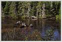 Bras d or etang aux souches